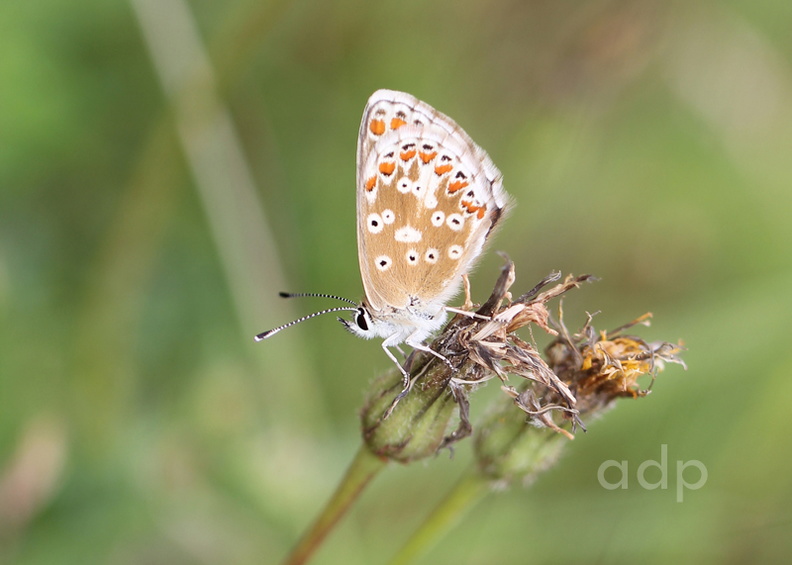 July 2011, Polesden Lacey IMG_2036t 800c BrAr PL.jpg